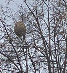 Asiatische Hornisse - Nest