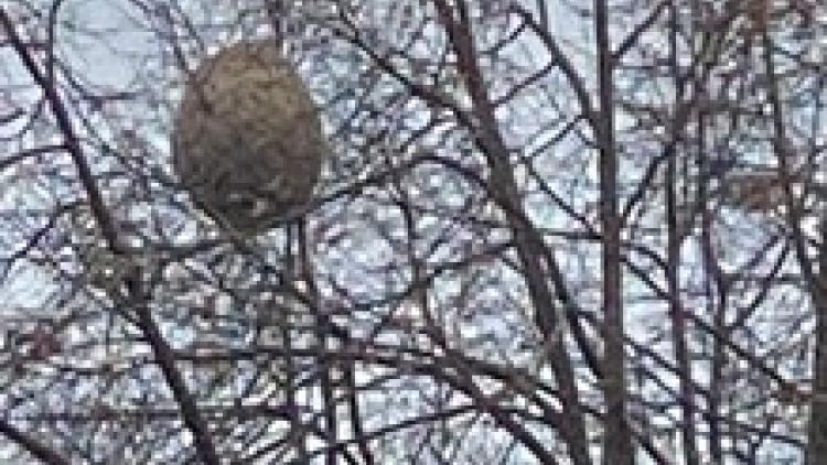 Asiatische Hornisse - Nest